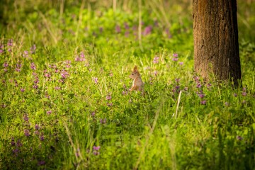 Eurasian Red Squirrel (Sciurus vulgaris Linnaeus)