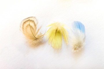 Three colorful feathers of home budgie on a bright background. Limited depth of field.