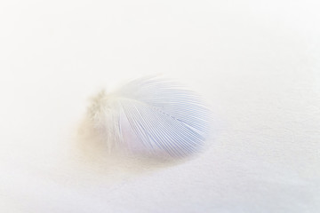 Lightweight blue feather of home budgie close-up on a bright background