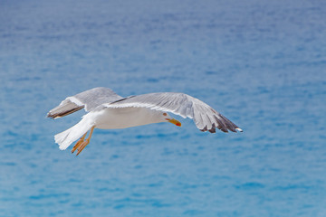 sea gull flying above azure sea