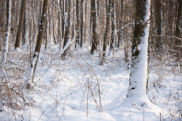 Winter im Wald