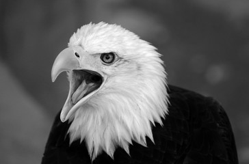 Black and white photo of the American bald eagle head. The bird opens it`s beak looks like attempting make a sound.