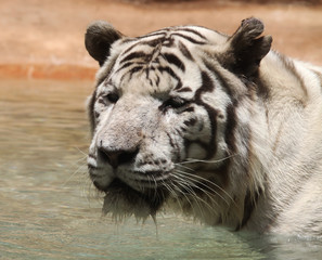 The photo of albino tiger. There is an animal's head close. The animal is in a wild natural.