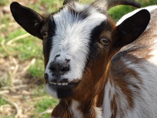 Close up with the goat laughing