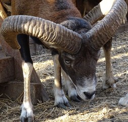 Close up of male mouflon with horns large front view