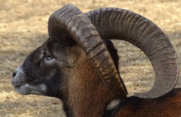 Close up with big-horned mouffle male, side view