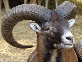 Close up of male mouflon with horns large front view