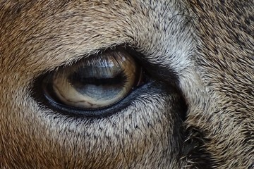 Close up with the mouflon female, mouflon eyes