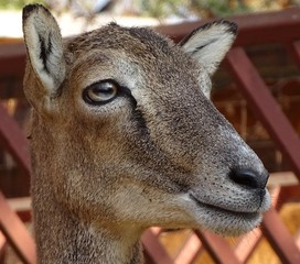 Close up with moufflon female, front view