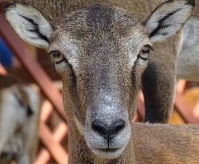 Close up with moufflon female, front view