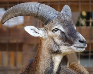 Close up of male mouflon with horns large front view