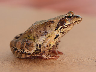 Frog