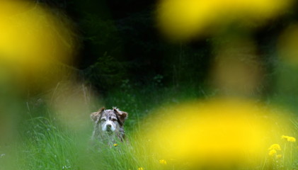 The dog and the yellow flowers, cute Shepherd dog sitting between yellow flowers