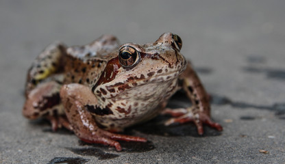 Frog