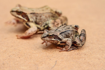 Frogs