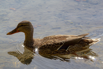 duck in water