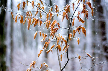 Dry leaves on branches of hornbeam during winter snowfall_