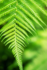 Green Leafs in garden background..