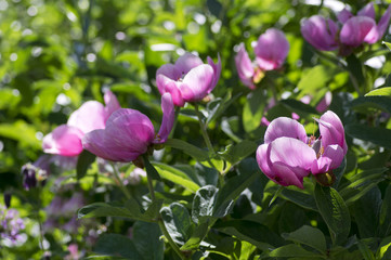 Paeonia suffruticosa pink purple springtime flower in bloom, flowering shrub