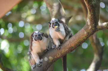 Naklejka premium Una pareja de monos tamarino panameños