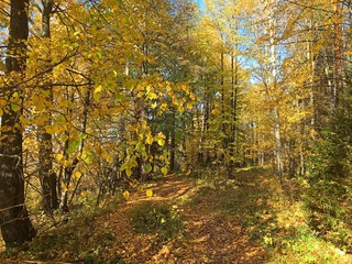Forest with yellow leaves under the blue sky in autumn