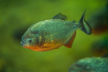 piranha floats in the river 