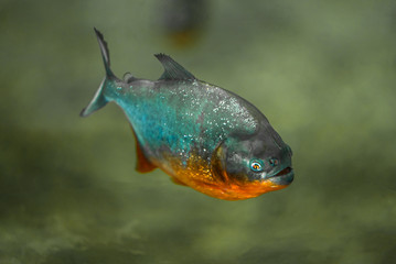 piranha floats in the river