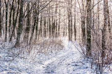 The road is in a snowy forest, light penetrates through the trees. Morning in the winter forest_