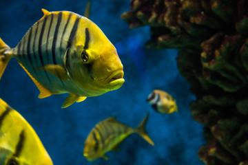 Yellow black fish floating in the sea 