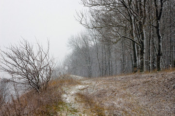 The first snow in the woods. Snow-covered trees on the edge of the forest_