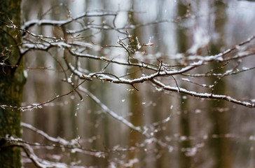 The branch of tree  is covered with snow, in the winter forest_