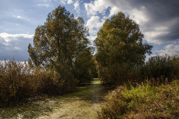 Fototapeta premium river in the forest