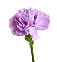 Beautiful blooming violet carnation on white background