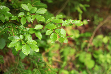 Beautiful tree with green leaves in forest, closeup