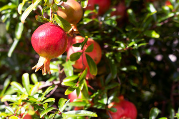 Pomegranate on a tree