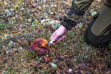 man cuts a white mushroom with a knife in the northern forest of Russia