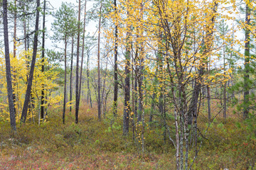 Fototapeta premium autumn forest in the north of Russia