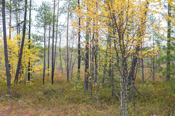 autumn forest in the north of Russia