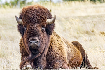 Bison in the pasture