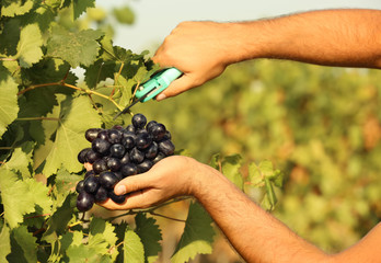 Man cutting bunch of fresh ripe juicy grapes with pruner, closeup