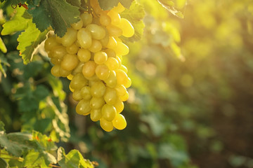 Fototapeta premium Bunch of fresh ripe juicy grapes against blurred background