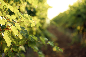 Naklejka na ściany i meble Green grape vines growing in vineyard, closeup view