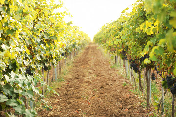 Obraz premium View of vineyard rows with fresh ripe juicy grapes on sunny day