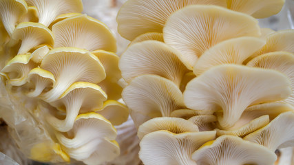 Gold or yellow oyster mushroom in farm. - 224393922