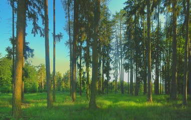 Obraz premium Spruce trees in a forest with blue sky on background at daylight, sunlight, green grass, forest clearing. Countryside landscape. Relaxing positive nature. Czech Republic, Europe. .