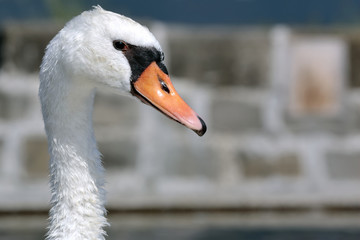close-up of the head of a mute swan (cygnus olor)