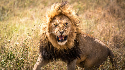Lion - Big Male King - Serengeti, Tanzania