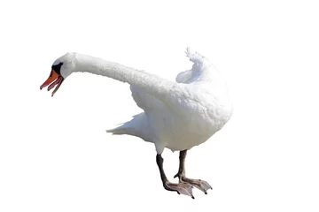 Lichtdoorlatende rolgordijnen Zwaan isolated a mute swan (cygnus olor) blows to defend the territory