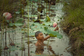 Obraz premium Asia children are collecting lotus flowers in the water.