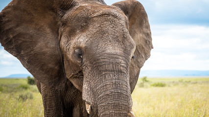 Fototapeta na wymiar African wild elephant close up. Africa. Tanzania.
